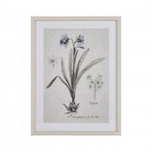 DAFFODIL BOTANIC